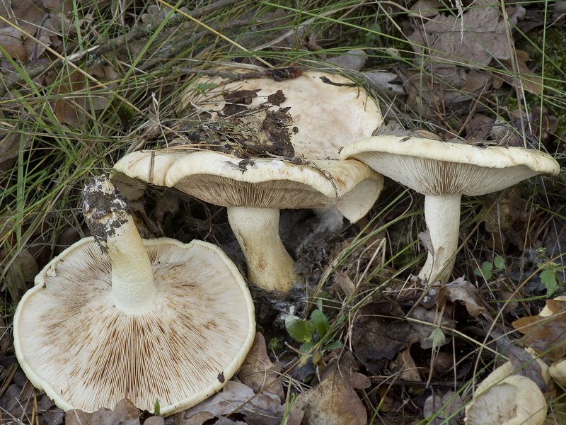 Tricholoma acerbum